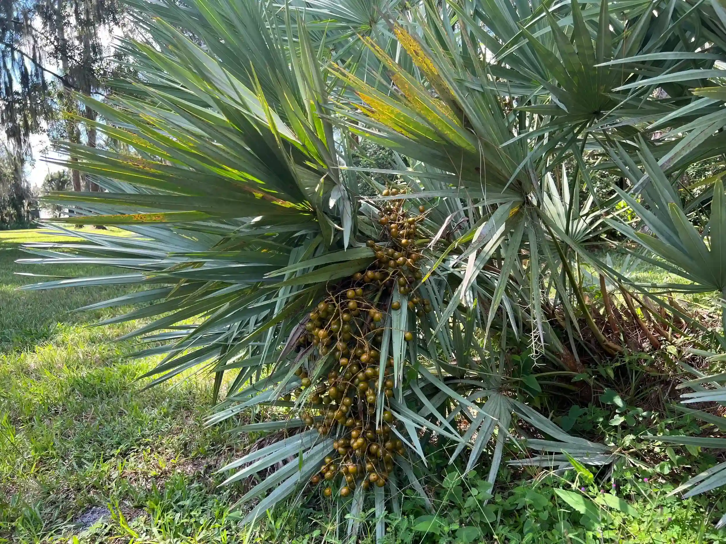 Saw Palmetto